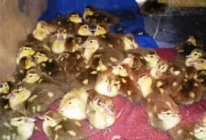 Зміст мускусних качок, породи і розведення (розведення) Зміст мускусних качок, породи і розведення