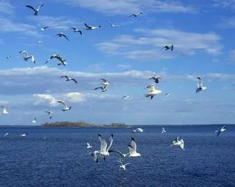 Твір на тему «море»
