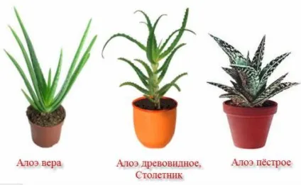 Сік алое від прищів допомагає засіб, як робити маску (допомагає) Сік алое від прищів допомагає засіб, як робити маску