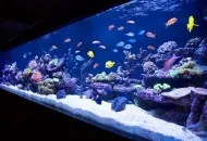 Сучасний дизайн квартири з акваріумом в вітальні (вітальні) Сучасний дизайн квартири з акваріумом в вітальні