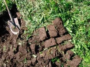 Поради щодо окультурення неосвоєних ділянок (приготувати дернову землю) Поради щодо окультурення неосвоєних ділянок