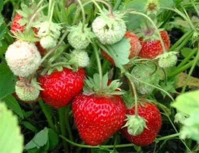 Сусідство овочів на грядках в городі сумісність овочевих культур при посадці