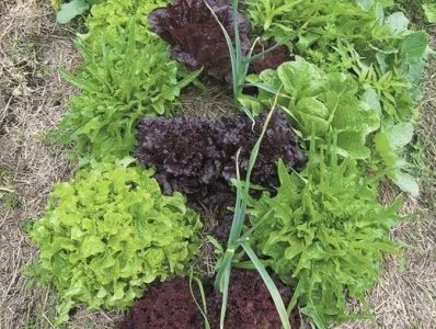Сусідство овочів на грядках в городі сумісність овочевих культур при посадці