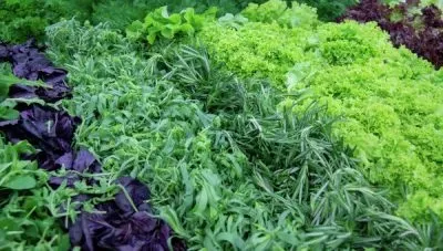Сусідство овочів на грядках в городі сумісність овочевих культур при посадці