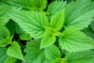 Сусідство овочів на грядках в городі сумісність овочевих культур при посадці