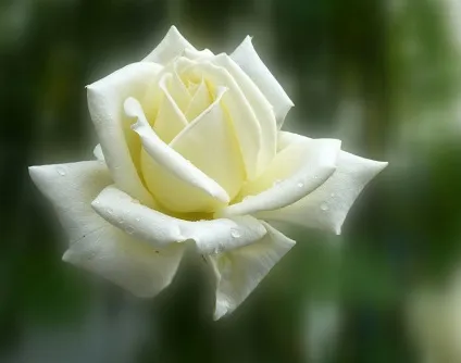Сорти троянд з фото і назвами (фото) Сорти троянд з фото і назвами