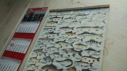 Став членом боор, fishbook