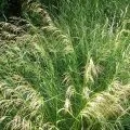 Рослини для альпійської гірки - які підходять, список багаторічних (багаторічних) Рослини для альпійської гірки - які підходять, список багаторічних