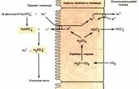 Реабсорбція і секреція в ниркових канальцях