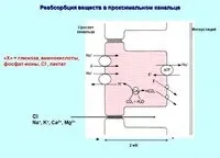 Реабсорбція і секреція в ниркових канальцях