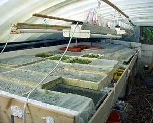 Розмноження рододендронів живцями в домашніх умовах відеоінструкція (рододендронів) Розмноження рододендронів живцями в домашніх умовах відеоінструкція
