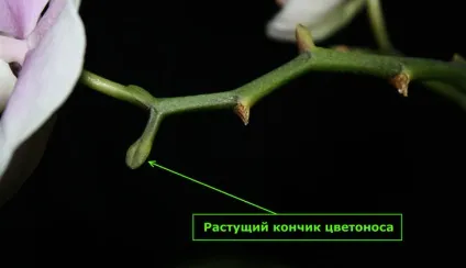 Розмноження орхідеї фаленопсис в домашніх умовах, фото (фаленопсис) Розмноження орхідеї фаленопсис в домашніх умовах, фото