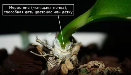 Розмноження орхідеї фаленопсис в домашніх умовах, фото (фаленопсис) Розмноження орхідеї фаленопсис в домашніх умовах, фото