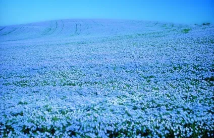 Рослини для альпійської гірки - які підходять, список багаторічних (рослини) Рослини для альпійської гірки - які підходять, список багаторічних