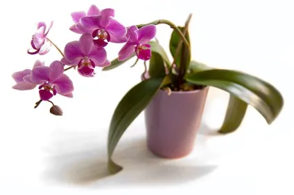 Розмноження орхідеї фаленопсис в домашніх умовах, фото (орхідеї) Розмноження орхідеї фаленопсис в домашніх умовах, фото