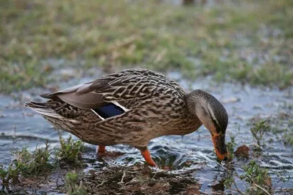 Річкові качки види і назви