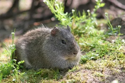 Різноманітність порід морських свинок (морська свинка Cavia) Різноманітність порід морських свинок