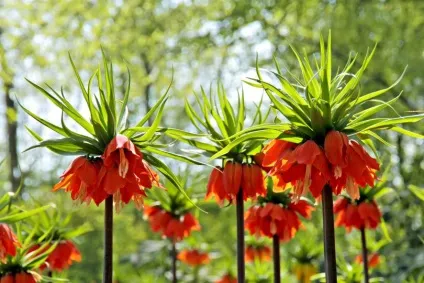 Рослини для альпійської гірки - які підходять, список багаторічних (які) Рослини для альпійської гірки - які підходять, список багаторічних
