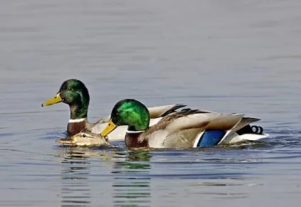 Річкові качки види і назви
