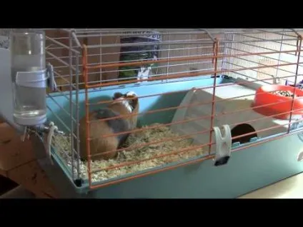 Різноманітність порід морських свинок (морська свинка Cavia) Різноманітність порід морських свинок