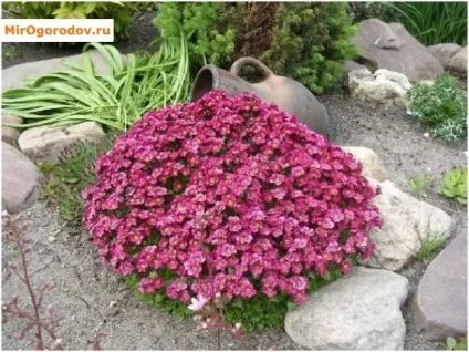 Рослини для альпійської гірки правила відбору, приклади з назвою (рослини) Рослини для альпійської гірки правила відбору, приклади з назвою