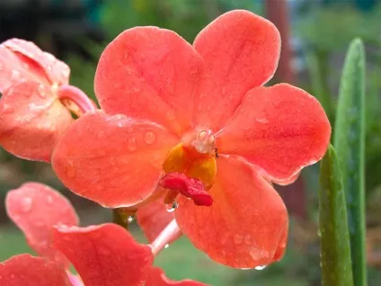 Розмноження орхідеї фаленопсис в домашніх умовах, фото (орхідеї) Розмноження орхідеї фаленопсис в домашніх умовах, фото