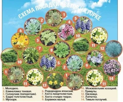 Рослини для альпійської гірки - які підходять, список багаторічних (підходять) Рослини для альпійської гірки - які підходять, список багаторічних