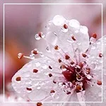 Став - багатий покровитель - (партнер, захисник) - робота з рунами форум астрології і таро (партнер) Став - багатий покровитель - (партнер, захисник) - робота з рунами форум астрології і таро