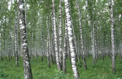 Вірші про батьківщину
