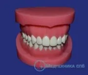 Стоматологічні навчальні моделі зуби, щелепи, захворювання (моделі) Стоматологічні навчальні моделі зуби, щелепи, захворювання