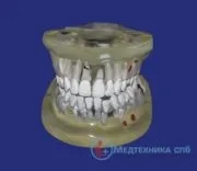 Стоматологічні навчальні моделі зуби, щелепи, захворювання (стоматологічні) Стоматологічні навчальні моделі зуби, щелепи, захворювання