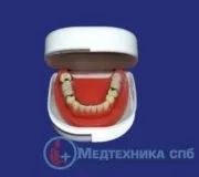 Стоматологічні навчальні моделі зуби, щелепи, захворювання (навчальні) Стоматологічні навчальні моделі зуби, щелепи, захворювання