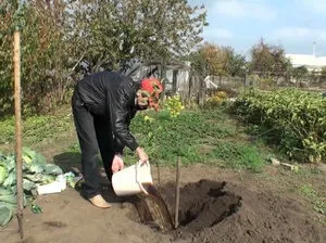 Сумах як правильно доглядати за оцтовим деревом в своєму саду