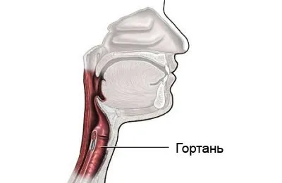Будова гортані людини і її функції в організмі (гортані) Будова гортані людини і її функції в організмі