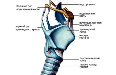 Будова гортані людини і її функції в організмі (гортані проводиться однойменними) Будова гортані людини і її функції в організмі