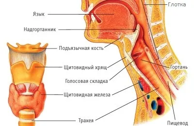Будова гортані людини і її функції в організмі (людини) Будова гортані людини і її функції в організмі