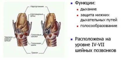 Будова гортані людини і її функції в організмі (будова) Будова гортані людини і її функції в організмі