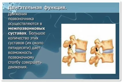 Будова і функції хребта людини (верхніх хребця шийного) Будова і функції хребта людини