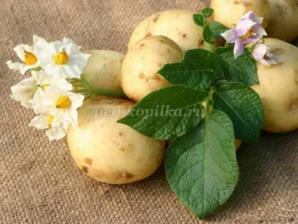 Сценарій ігрової програми для школярів 8-12 років (сценарій) Сценарій ігрової програми для школярів 8-12 років