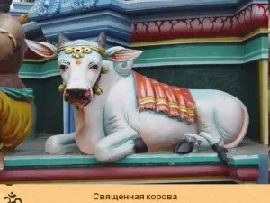 Священні тварини індії