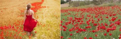 Весільний букет з маків - фото, варіанти поєднання з іншими кольорами (фото) Весільний букет з маків - фото, варіанти поєднання з іншими кольорами