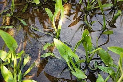 Телорез звичайний - красивий мешканець водойм (водойм) Телорез звичайний - красивий мешканець водойм