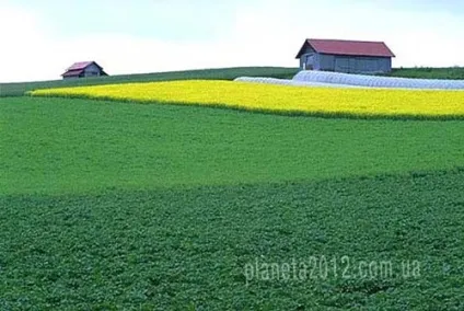 Технологія застосування сидератів (пшениця зеленим добривом ячмінь) Технологія застосування сидератів