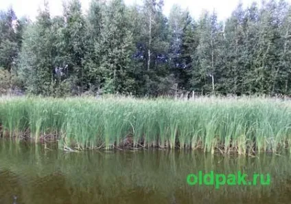 Телорез звичайний - красивий мешканець водойм (водойм) Телорез звичайний - красивий мешканець водойм