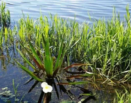 Телорез звичайний - красивий мешканець водойм (звичайний) Телорез звичайний - красивий мешканець водойм