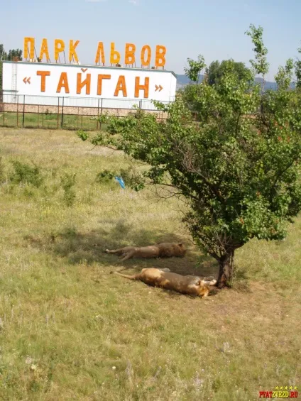 Тайган - сафарі парк левів у криму (сафарі) Тайган - сафарі парк левів у криму