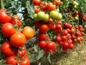 Томат рожевий мед відгуки, фото, хто садив, характеристика і опис сорту, врожайність помідорів (характеристика) Томат рожевий мед відгуки, фото, хто садив, характеристика і опис сорту, врожайність помідорів