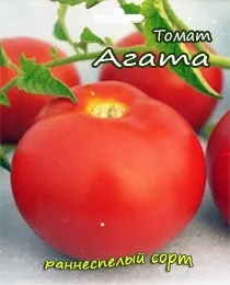 Томат агату (опис, агротехніка, відгуки, фото) (агату) Томат агату (опис, агротехніка, відгуки, фото)