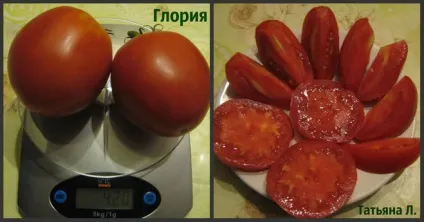 томат глория