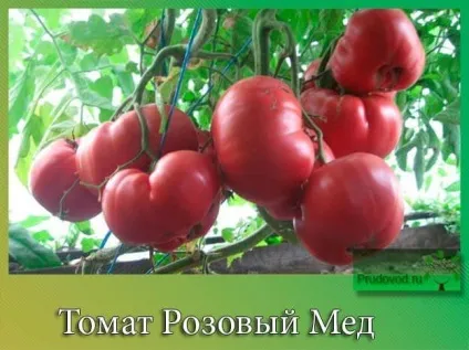 Томат рожевий мед способи вирощування томата (томату) Томат рожевий мед способи вирощування томата